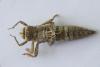 Cordulegaster boltonii